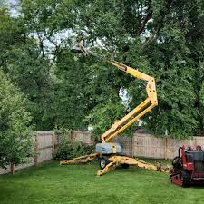 Best Root Management and Removal  in Harriman, NY