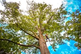 Best Tree Risk Assessment  in Harriman, NY