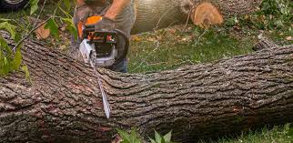 Best Lawn Pest Prevention  in Harriman, NY