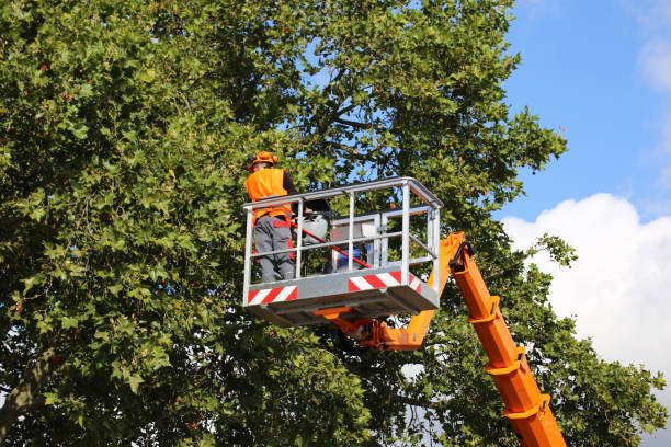 Best Storm Damage Tree Cleanup  in Harriman, NY