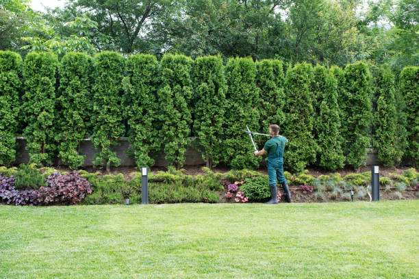 Best Lawn Disease Treatment  in Harriman, NY