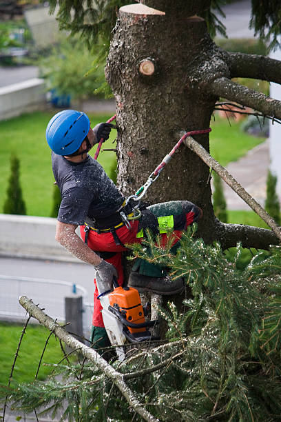 Harriman, NY Tree Services Company