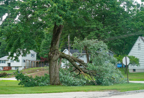 Best Arborist Consultation Services  in Harriman, NY