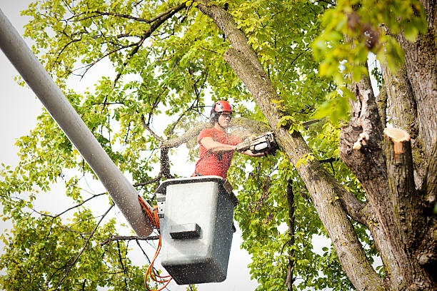 Best Stump Grinding and Removal  in Harriman, NY
