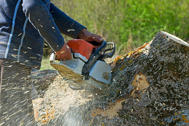 Best Lawn Drainage Solutions  in Harriman, NY