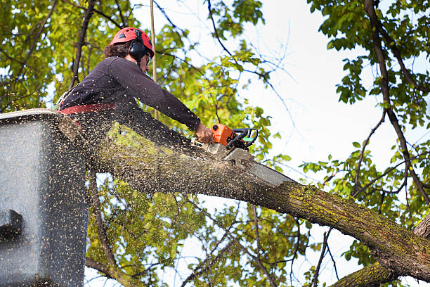 Harriman, NY Tree Services Pros